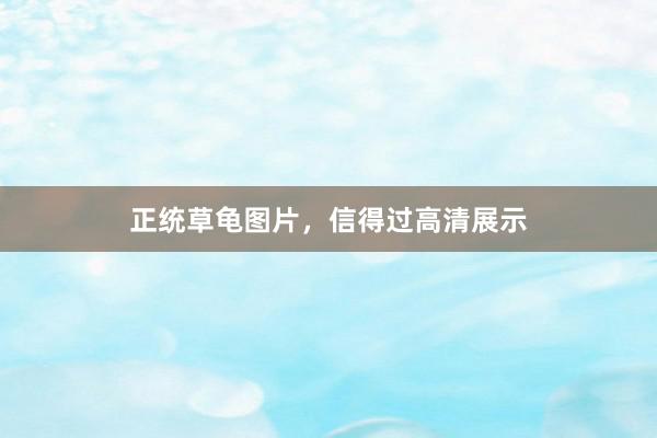 正统草龟图片，信得过高清展示
